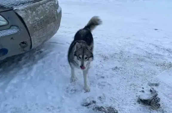 Найденные животные Саратов, фото: Найдена собака, Елшанская улица, Саратов