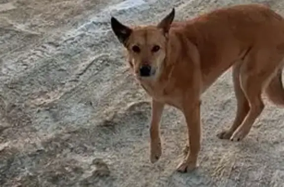 Найдена собака, Обухово, фото: Найдена собака, Обухово, Московская область - рыжая девочка