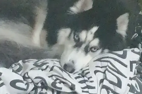 Пропал собака, Школьная улица, 7, Нахабино - черно-белый с голубыми глазами - photo