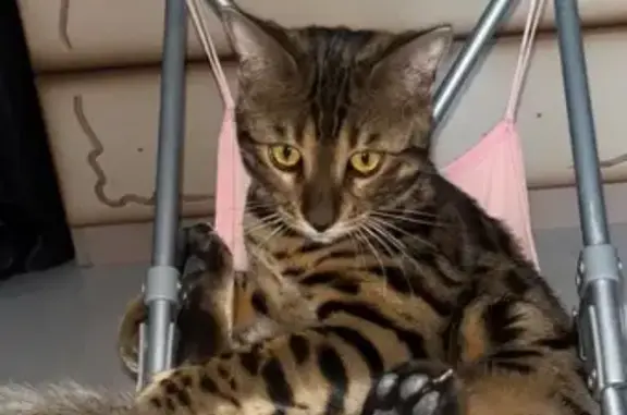 Пропал кот, Центральная улица, Лямцино - нуждается в уколах - photo