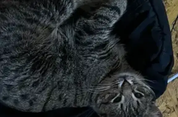 Пропал кот, Дмитриевский сельсовет, Башкирия - маленький, с одним яйцом - photo