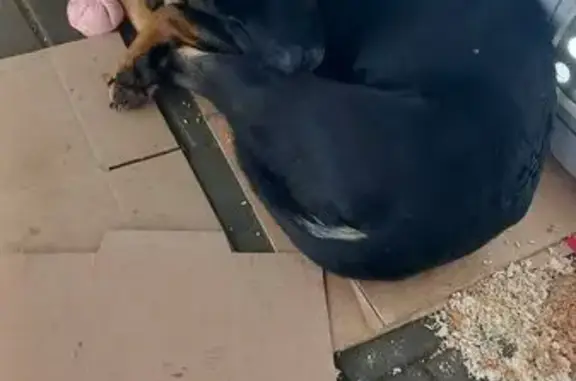 Найдена собака, Белозерный, фото: Найдена собака, остановка 