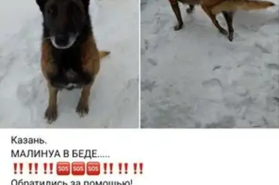 Найденные животные Казань, фото: Найден собака, Казань, Татарстан