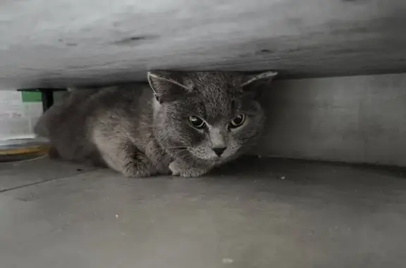 Найденные животные Тюмень, фото: Найден кот, Обдорская улица, Тюмень - прятался под лестницей