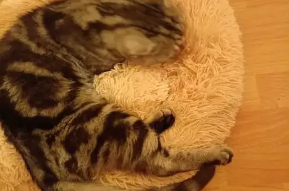 Найдена кошка, Йошкар-Ола, фото: Найдена кошка, улица 8 Марта, 59А, Йошкар-Ола - ласковая шотландская