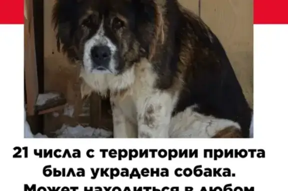 Пропал собака, Курган - photo