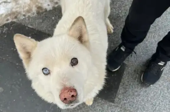 Найдена собака, Москва, фото: Найдена собака, площадь Савёловского Вокзала, 2, Москва - девочка белая хаски