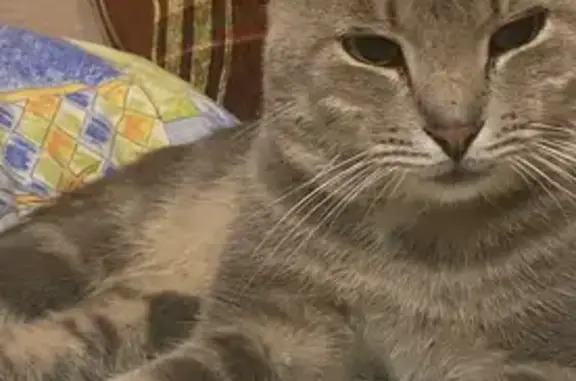 Пропал кот, Энергетическая улица, 56, Таганрог - серый, ушки похожи на британца - photo