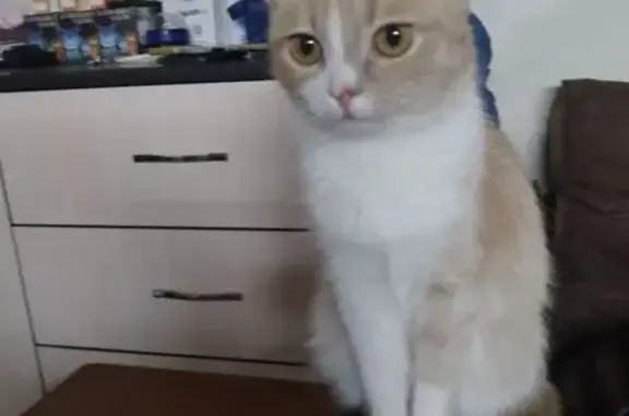 Пропала кошка, проспект Ленинского Комсомола, 60, Шахты - рыжая с белым окрасом - photo