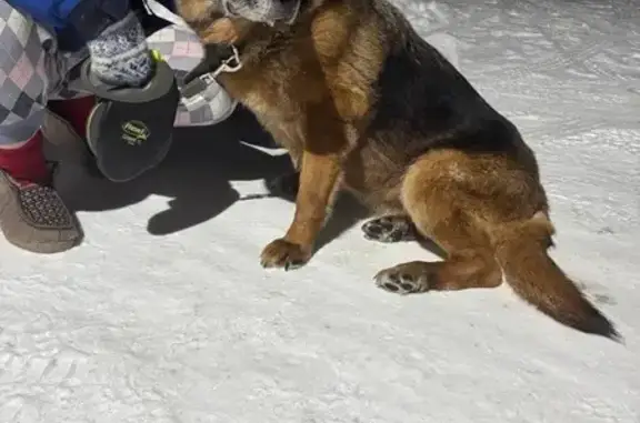Найдена собака, Апариха, фото: Найдена собака, Комсомольская улица, Апариха