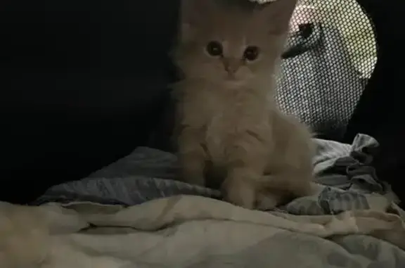 Пропала кошка, улица Тургенева, 34, городской округ Новочеркасск - выскочила со двора - photo