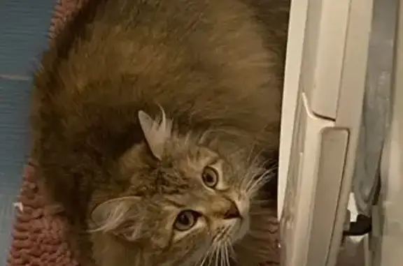 Найденные животные Москва, фото: Найдена кошка, Сходненская улица, 52 к1, Москва - трёхцветка с зелёными глазами