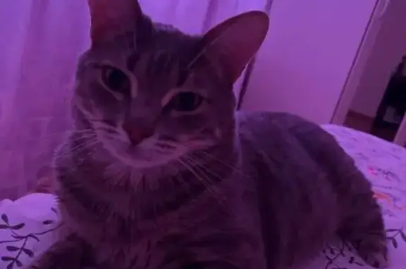 Пропал кот, улица Специалистов, 24, Сургут - серый окрас и высокий рост - photo