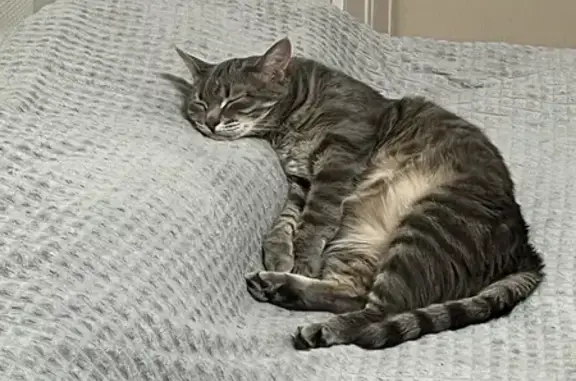 Пропала кошка, улица Специалистов, 24, Сургут - Платон, пугливый - photo