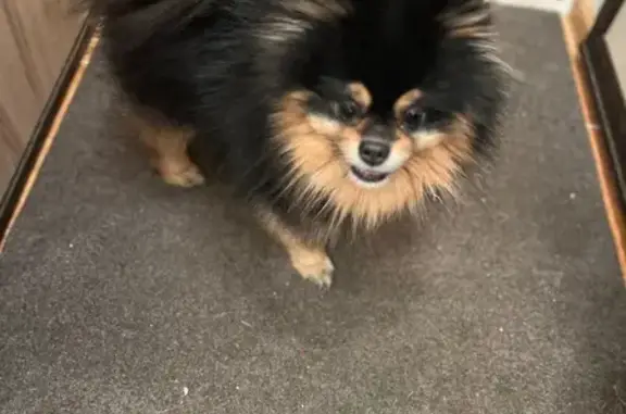 Найдена собака, Серпухов, фото: Найдена собака, Московское шоссе, Серпухов - чёрная с ошейником