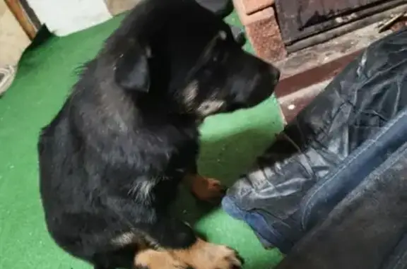 Найденные животные Жуковский сельсовет, фото: Найден собака, «Урал», Жуковский сельсовет - мальчик найден на трассе М5