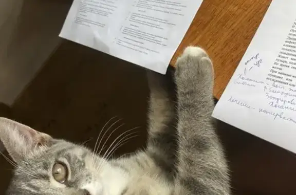 Пропал кот, Приозёрная улица, Круглое - игривый и ласковый - photo