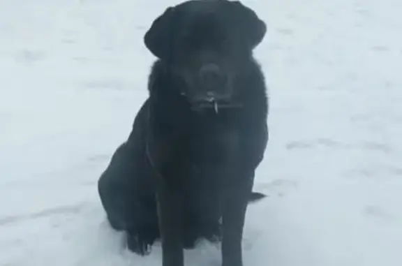 Пропал собака, улица Героев Революции, 23, Менделеевск - черный лабрадор - photo