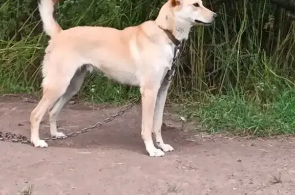 Собаки потеряшки, Донецк, фото: Потеряшка собака, Донецк, Ростовская область - светло-жёлтая, испуганная