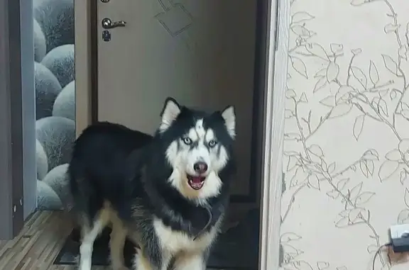 Пропал собака, Чёрная, Московская область - чёрно-белый с голубыми глазами - photo