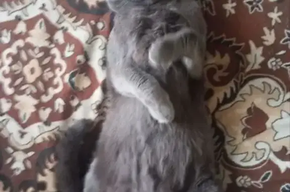 Кошки потеряшки, Данков, фото: Потеряшка кот, улица Ленина, 11, Данков - серо-голубой вислоухий