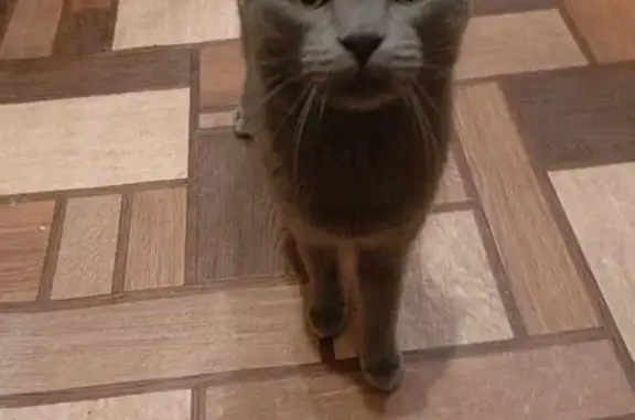 Найдена кошка, улица Нижняя Дуброва, 54 к4, Владимир - окрас серый, девочка - photo