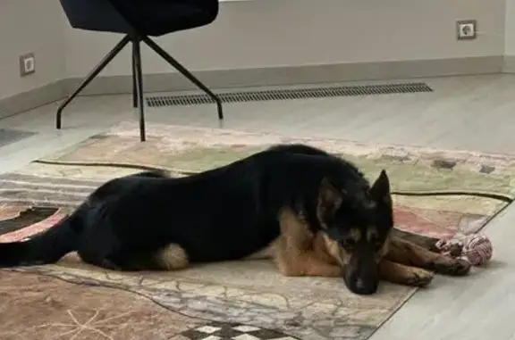 Найдена собака, Холмы, фото: Найден собака, 22, Холмы, Холмы - молодой кобель овчарки