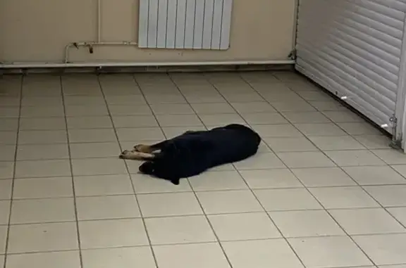 Найдена собака, Тамбов, фото: Найдена собака, Магистральная улица, городской округ Тамбов - черный окрас, бежевые лапки