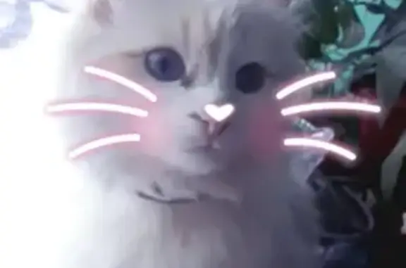 Пропала кошка, проспект Циолковского, 21Г, Дзержинск - трёхцветная с голубыми глазами - photo