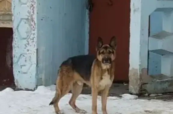 Найдена собака, Воскресенск, фото: Найден собака, Железнодорожная улица, 18, Воскресенск - очень истощён