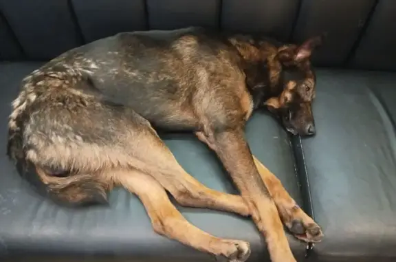 Найденные животные Ростов-на-Дону, фото: Найден собака, мужской, Пушкинская улица, 197, Ростов-на-Дону