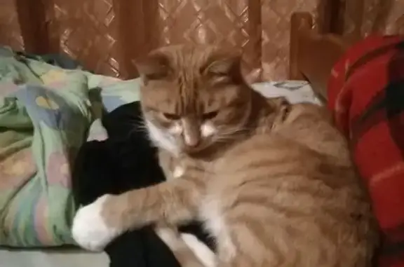 Кошки потеряшки, Егорьевск, фото: Потеряшка кот, улица Комарова, Егорьевск - ярко-рыжий с белыми лапами