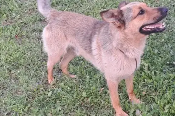 Пропал собака, Булгаково, Башкирия - дружелюбный рыжий пёс - photo