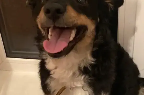 Потерянные животные Архангельск, фото: Пропала собака, улица Декабристов, 32, Архангельск — бело-черно-коричневый, голубая шлейка