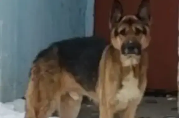 Найдена собака, Воскресенск, фото: Найден собака, Воскресенск, Московская область - бегала около дома