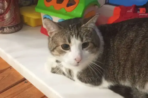 Пропал кот, улица Урицкого, 8, Княгинино - подарок из ветклиники - photo