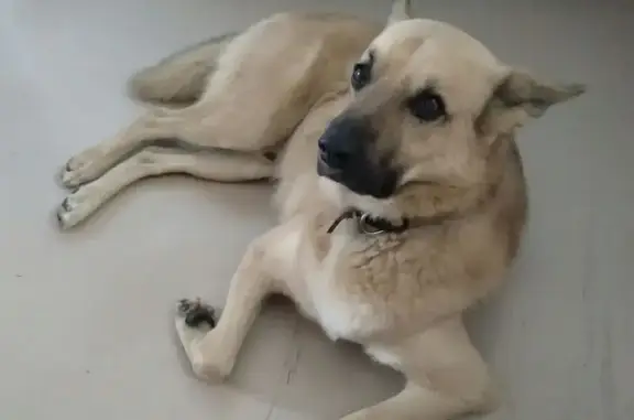 Пропал собака, мужской, 38-я линия, 73, Ростов-на-Дону - photo