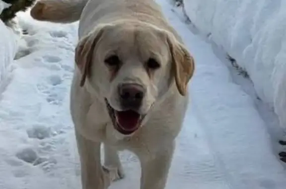 Найдена собака, Щёлково, фото: Найден собака, улица Жуковского, 7, Щёлково - толстый, ласковый и знает команды