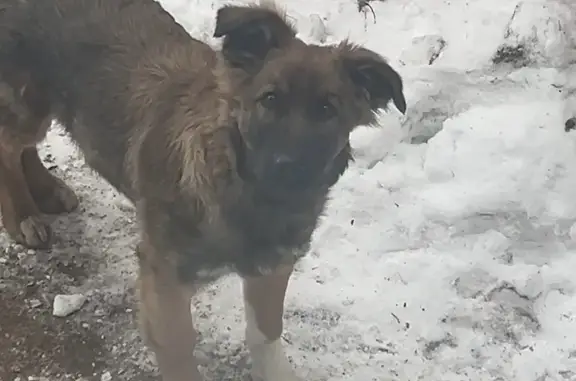 Пропала собака, район Рыковка, Энгельс - кличка Амур, 8 месяцев - photo