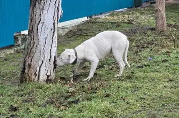 Найдена собака, Благовещенская, фото: Найдена собака, Черноморская улица, 101, Благовещенская - белый аргентинский дог