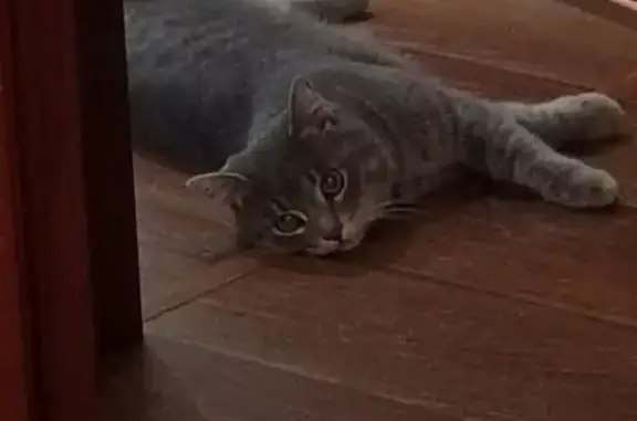 Пропал кот, Красная улица, 2, городской округ Тамбов - вредный и ласковый - photo