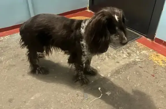 Найденные животные Омск, фото: Найдена собака женский, Космический проспект, Омск - дрожит от холода