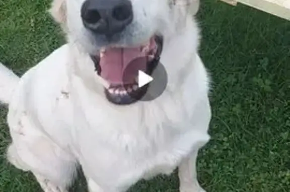 Пропала собака, женский пол, улица Свердлова, 35/20, Подольск - похожа на лабрадора - photo