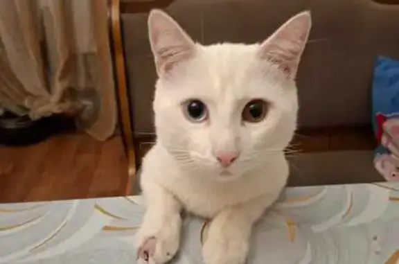 Пропал кот, улица Генерала Петрова, 23, Российский, Краснодар - заметные залысины на передней лапе - photo