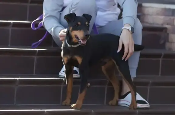 Пропала собака, Санкт-Петербург - черный подпалый, шрамы на носу и переносице - photo