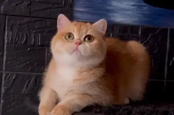 Пропала кошка, улица Кравченко, 12, Москва - шоколадный окрас, кличка Шоколадка - photo