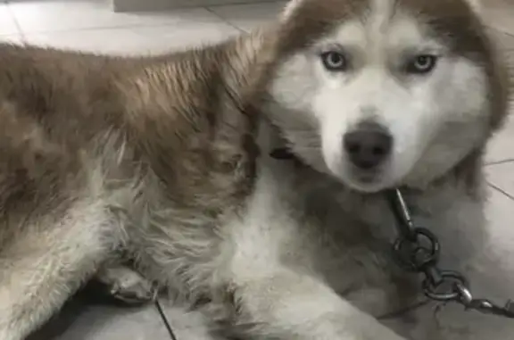 Найденные животные Краснодар, фото: Найден хаски, Российская улица, 69/1, Краснодар - мальчик с карабином на ошейнике