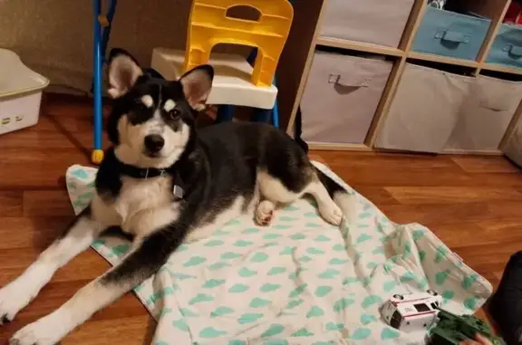 Найденные животные Воронеж, фото: Найдена собака, женский пол, Волго-Донская улица, 4, Воронеж - похожа на хаски