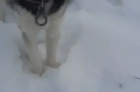 Пропал собака, Метевашевский сельсовет, Башкирия - серо-белого окраса, голубые глаза - photo