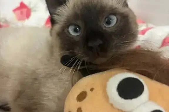 Найдена кошка, Новые Лапсары, фото: Найдена кошка, Совхозная улица, Новые Лапсары - сиамская, 2-3 месяца